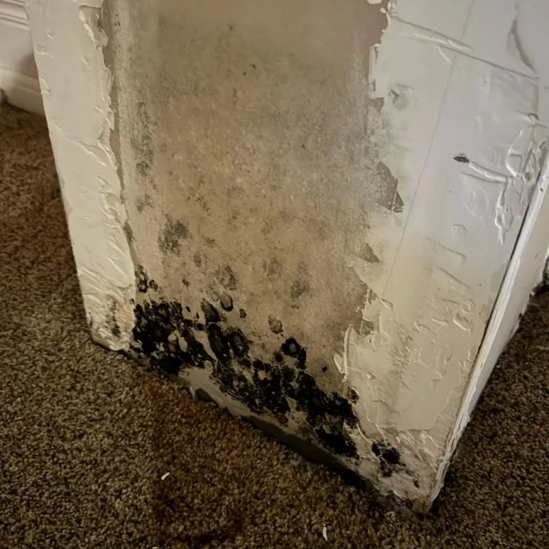 Professional Mold Removal in Troup County, GA